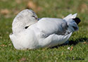 Chen caerulescens